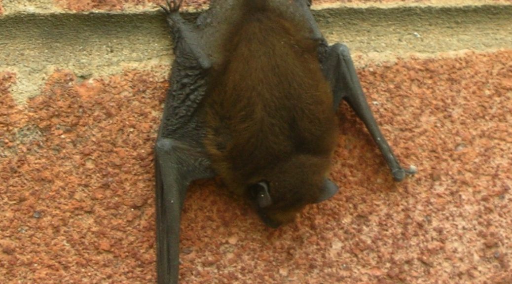 Developer Fined For Destroying Bat Home In London Friends Of Normandy Wildlife